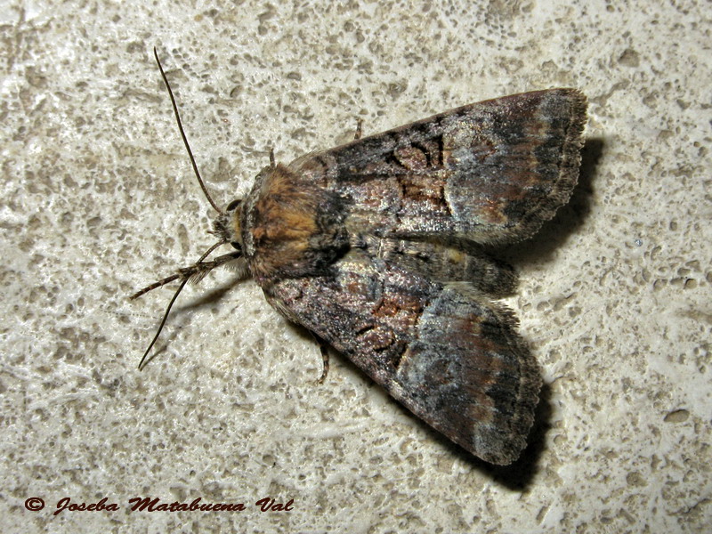 Mesoligia literosa - Noctuidae